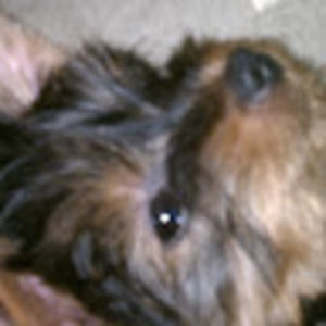 Meet your Posher, Joy